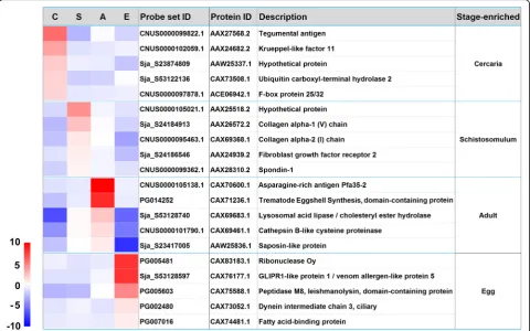Fig. 3 Twenty stage-enriched genes selected for qPCR validation. The heat map illustrates the hierarchical clustering of 20 stage-enriched genesbased on the transformed data of log2 FC value of the three biological replicates