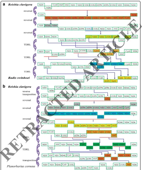 Fig. 5 Putative gene rearrangement events in gastropod mitochondrial genomes.toRearranged genes are indicated by different colors