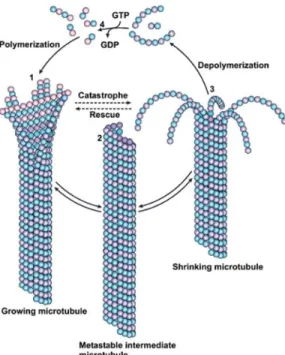 Figure 1. MT Dynamics. Microtubules undergo constant shifts between MT polymerization,  depolymerization and pause