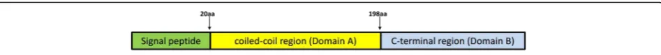 Fig. 1 Domain structures in pkmsp3. Organisation of the pkmsp3 gene showing the positions of coiled-coil region identified as Domain A (yellow),the C-terminal region as Domain B (blue) and the signal peptide (green)