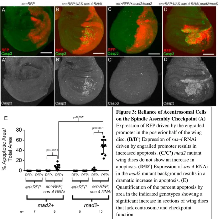 Figure 3: Reliance of Acentrosomal Cells  on the Spindle Assembly Checkpoint (A)  Expression of RFP driven by the engrailed  promoter in the posterior half of the wing  disc
