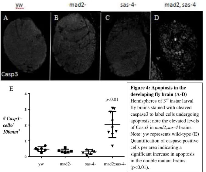 Figure 4: Apoptosis in the  developing fly brain (A-D)  Hemispheres of 3 rd  instar larval  fly brains stained with cleaved  caspase3 to label cells undergoing  apoptosis; note the elevated levels  of Casp3 in mad2,sas-4 brains