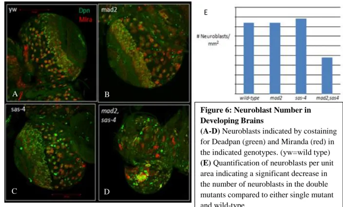 Figure 6: Neuroblast Number in  Developing Brains                                 (A-D) Neuroblasts indicated by costaining  for Deadpan (green) and Miranda (red) in  the indicated genotypes
