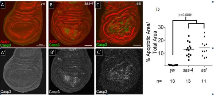 Figure 1: Centrosome Loss Leads to Elevated Apoptosis: (A-C) Cleaved caspase 3(green) and  actin (red) staining in the indicated genotypes (Note: yw represents wild type) (A’-C’)