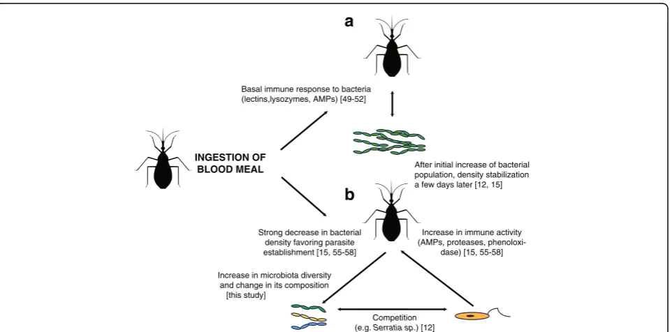 Fig. 4 Model of triatomine host-microbiota-parasite interactions based on parasite immune modulation