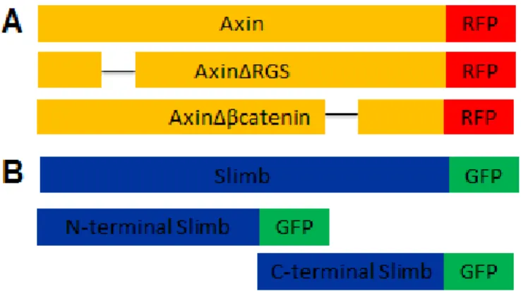 Figure 2. Axin (A) and Slimb  (B) constructs. A) Full length  Axin with C-terminal RFP tag