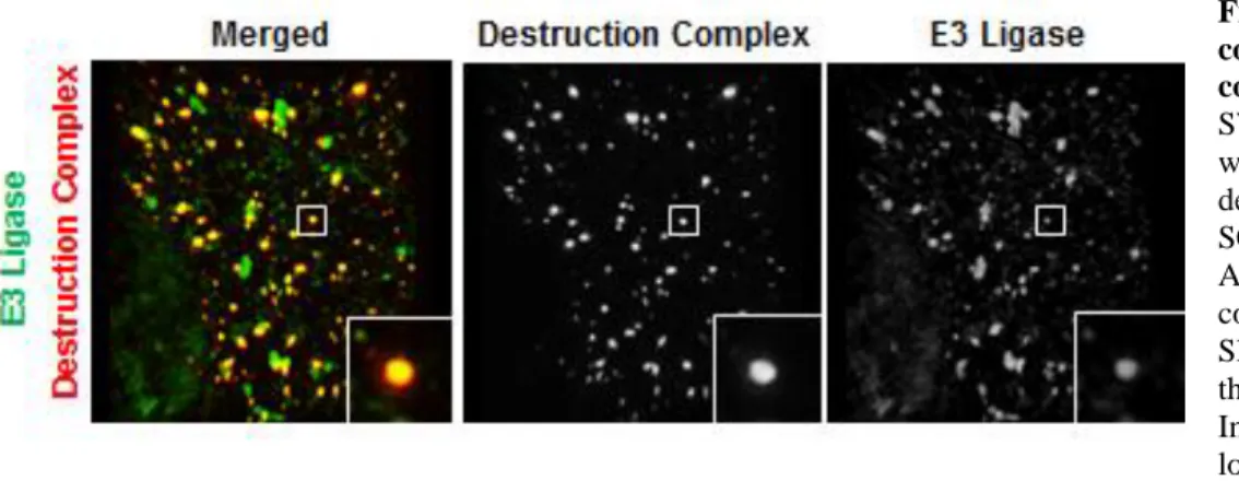 Figure 2. The destruction  complex and the E3 ligase  co-localize. SIM image of a  SW480 cell co-transfected  with proteins from the  destruction complex and the  SCF Slimb  E3 ligase