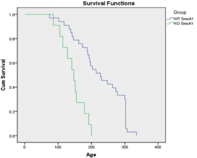 Figure 1. Kaplan-Meier survival curve for SmoA1 mice with (KO) or without (WT) a conditional deletion of PkM2