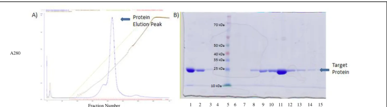 Figure 5 shows the results of thrombin digestion following Ni 2+  NTA column elution.  
