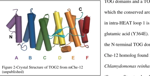 Figure 2-Crystal Structure of TOG2 from mChe-12  (unpublished) 