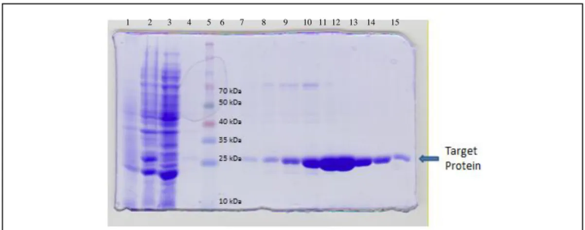 Figure 4- SDS PAGE gel showing the purification steps of Ni 2+  NTA column.  The samples are  1)pre-IPTG cells 2)post-IPTG cells 3) Ni 2+  NTA column flow through 4) Ni 2+  NTA column  wash 5)ladder 6-15) fractions 6/8/10/12/15/17/20/22/26/30/34/38/42 resp