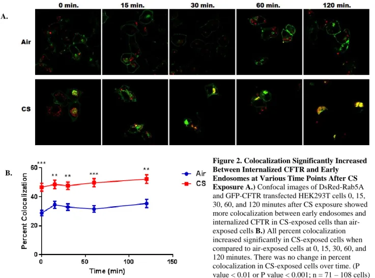 Figure 2. Colocalization Significantly Increased  Between Internalized CFTR and Early 