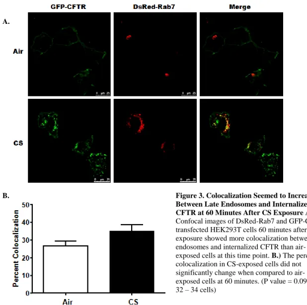 Figure 3. Colocalization Seemed to Increase  Between Late Endosomes and Internalized  CFTR at 60 Minutes After CS Exposure A.)  Confocal images of DsRed-Rab7 and GFP-CFTR  transfected HEK293T cells 60 minutes after CS  exposure showed more colocalization b