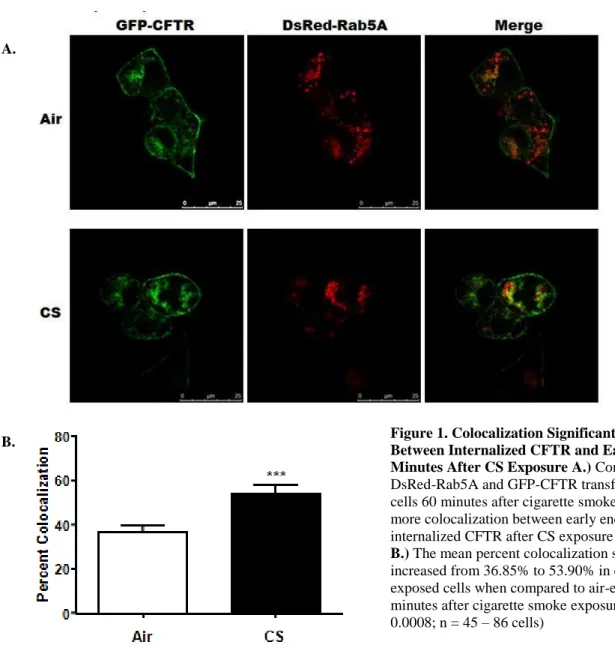 Figure 1. Colocalization Significantly Increased  Between Internalized CFTR and Early Endosomes 60  Minutes After CS Exposure A.) Confocal images of  DsRed-Rab5A and GFP-CFTR transfected HEK293T  cells 60 minutes after cigarette smoke exposure showed  more