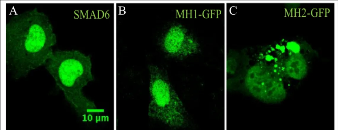 Figure 2. MH1 domain is needed for localization of SMAD6. Transfection of  HUVEC cells with either full-length SMAD6 (A), MH1 (B), or MH2 (C)