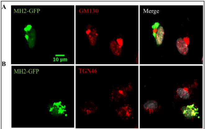 Figure 3. MH2 mutant protein is localized to the trans-Golgi network (TGN). HUVEC  cells transfected with MH2 mutant protein and stained with either cis-Golgi marker (GM130)  (A) or a trans-Golgi marker (TGN46) (B) and DRAQ7 (gray)