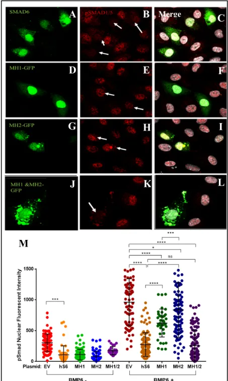 Figure 4. Both MH1 and MH2 domains of SMAD6 are  required for BMP6 signaling suppression via pSMAD 1/5  nuclear localization