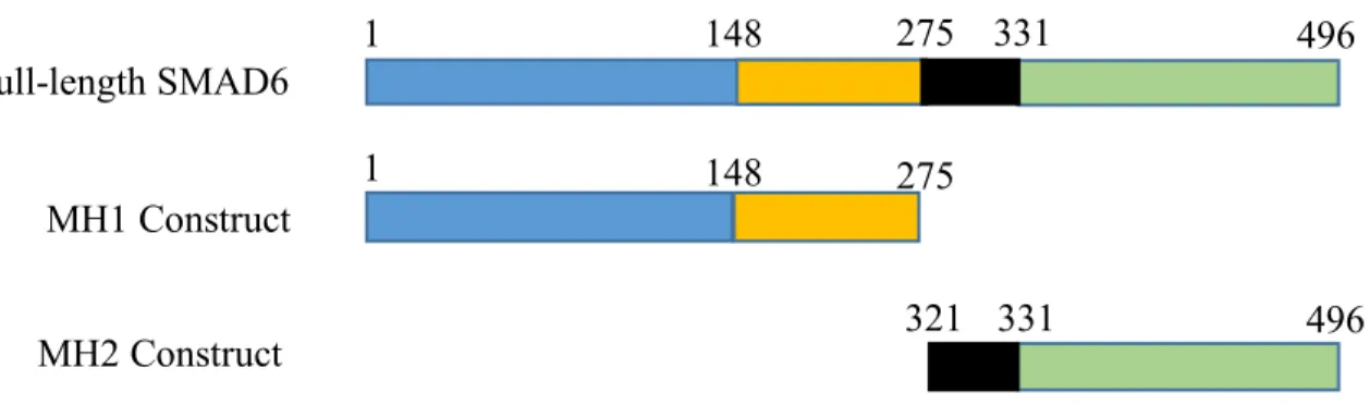 Figure 1. Domain Constructs. Plasmid constructs of just the MH1 (orange) or the MH2 (green)  domain compared to full-length SMAD6