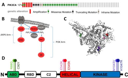 Figure	  1:	  PIK3CA	  mutations	  in	  GBM.	  (A)	  Occurrence	  of	  PIK3CA	  mutations	  in	  a	  sampling	  of	  273	  GBM	  patients,	  courtesy	  of	   	  