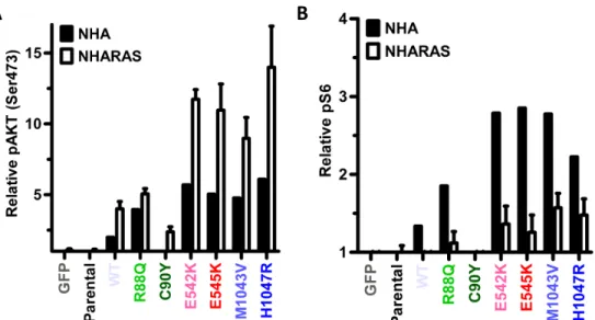 Figure	  4:	  Comparison	  of	  phosphorylated	  AKT	  and	  phosphorylated	  S6	  between	  NHA	  and	  NHARAS	  cells.	  (A)	  Plot	  of	  pAKT	  in	  NHA	   	  