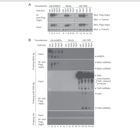 Figure 1 HIV-1 TAR miRNAs are loaded into Argonaute complexes. Stable HEK 293 cells expressing Flag-Argonaute 1–4 proteins weretransfected with either U6-shNEG or U6-TAR or not (mock) for 48 hours