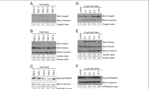 Figure 6 Caspase 8, Aiolos, Ikaros and NPM/B23 protein expression is differentially regulated in Jurkat TAR-expressing and J-Latclones