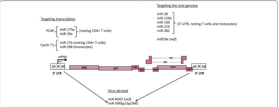 Figure 3 Modulation of HIV-1 replication by miRNA. HIV-1 impacts the cellular miRNA pathways in several ways