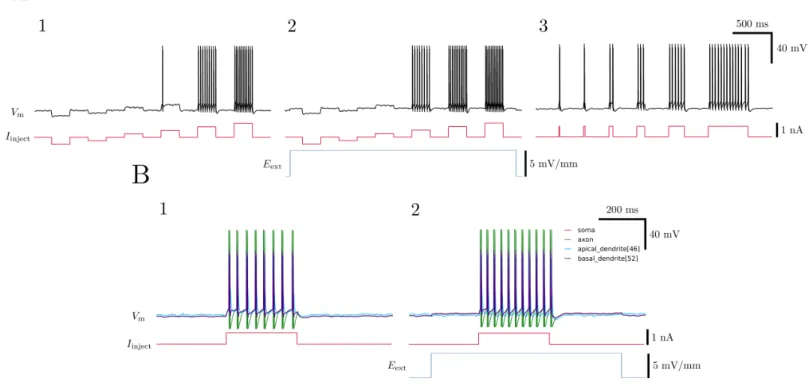 FIG. 10. Validation of model with current injection experiments. A. Somatic current injections show that the strength of current injected (1) and the duration of the injection (3) both accurately influence spiking behavior