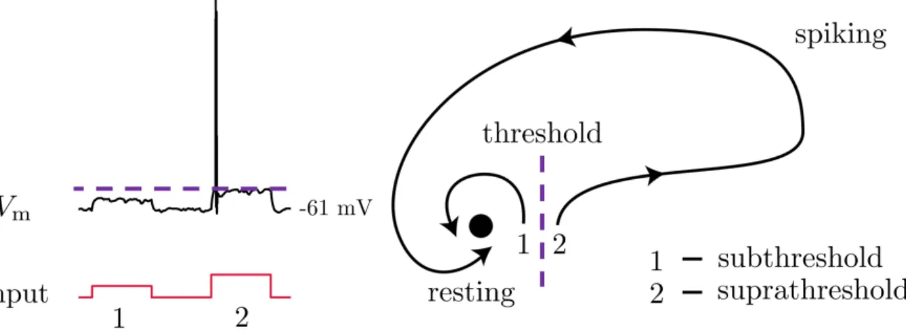 FIG. 4. The neuron as a dynamical system. Subthreshold inputs quickly return to rest, while suprathreshold inputs induce spiking behavior