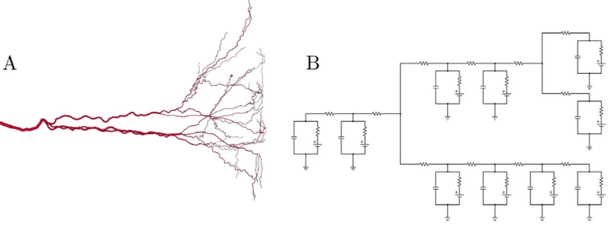 FIG. 7. Multicompartmental models represent neuron branching with bifurcating electrical circuits