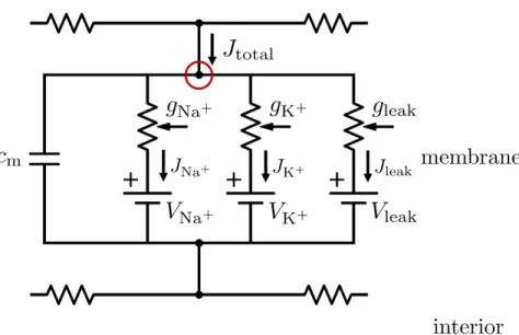 FIG. 8. The more complex Hodgkin-Huxley compartment model, with transmembrane conductance split into three components corresponding to sodium, potassium, and passive ion flow.