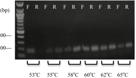 Figure 2. Nucleic acid gel obtained for gradient PCR performed on junk DNA. Forward and  reverse primer products are represented by F and R, respectively