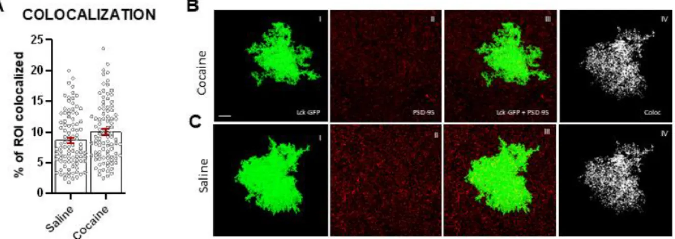 Figure 6. Synapse colocalization of astrocytes in saline and cocaine groups. A) There were no  significant differences in the percent of region of interest (ROI) colocalized between saline (n =  24) and cocaine (n = 24) groups, as revealed by a nested two-