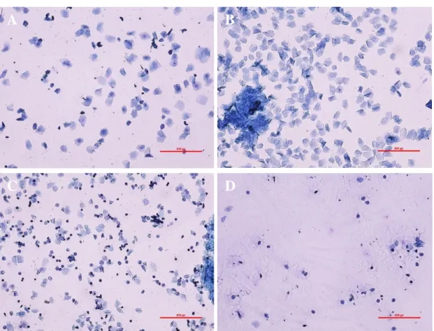 Figure A1. Representative images of estrous samples from this cohort. Estrous samples were  collected by a cotton-tipped swab inserted slightly into the vagina