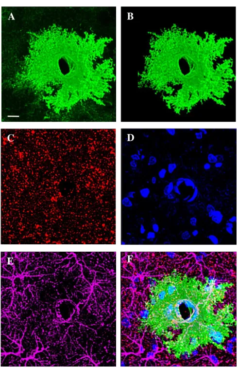 Figure B1. 3D representations of the channels collected during astrocyte imaging, shown in 63X