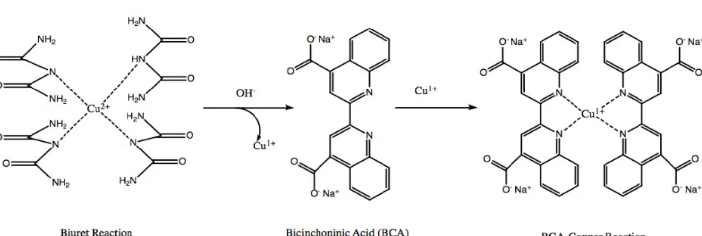 Figure 11. BCA-Cu 1+  complex formation.