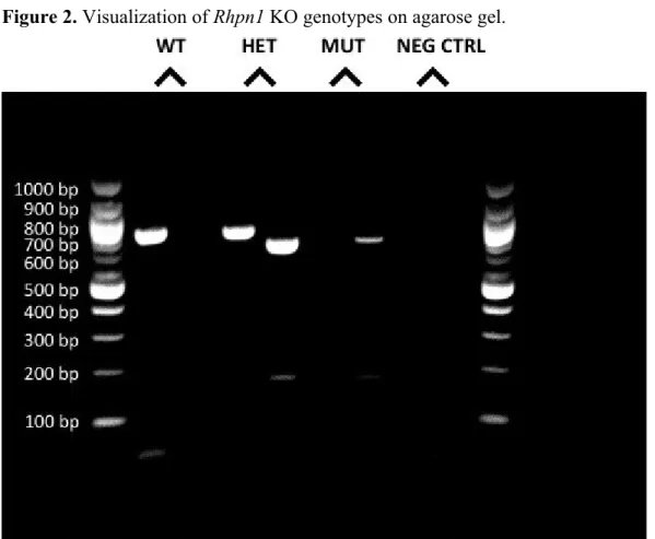 Figure 2. Visualization of Rhpn1 KO genotypes on agarose gel.  