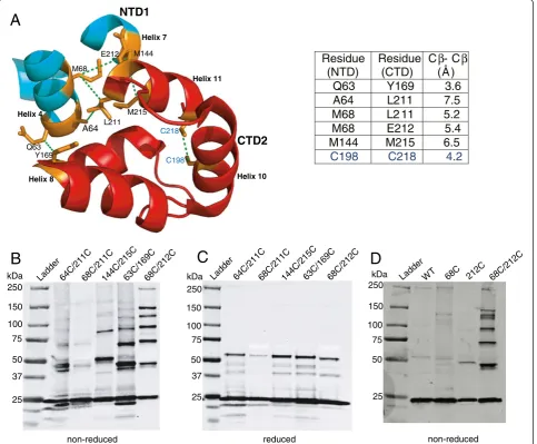 Figure 1 CA subunits virions with engineered cysteines at the NTD-CTD capsid interface spontaneously crosslink into hexamers in HIV-1antibody
