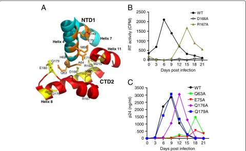 Figure 2 Impaired replication of NTD-CTD mutants in CEM cells.subunits, NTD1 (blue) and CTD2 (red) and the side chains of residues target for mutagenesis