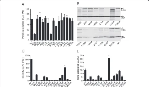 Figure 3 Mutations at the NTD-CTD intersubunit interface impair HIV-1 infectivity and alter capsid stability.concentrated virions, and the levels of the core-associated CA were determined as a percentage of the total virion-associated CA