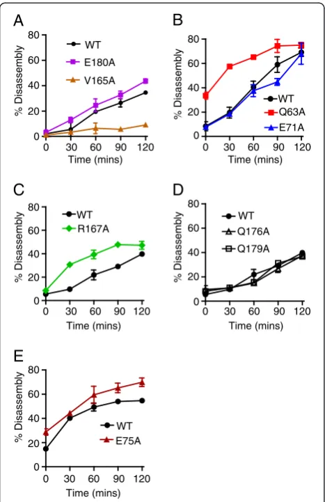 Figure 4 NTD-CTD CA mutant cores undergo accelerateduncoating in vitro. Purified HIV-1 cores were diluted in STE bufferand incubated at 37°C for the indicated times