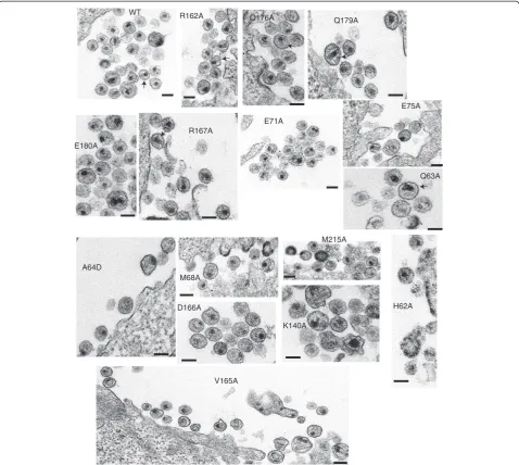 Figure 7 Electron microscopy of NTD-CTD interface mutants. HeLa cells were transfected with R9 plasmids containing either WT or alaninemutations