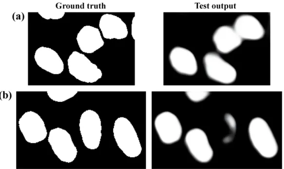 Figure 6.1: Common segmentation errors. a. Example case of merged cells.