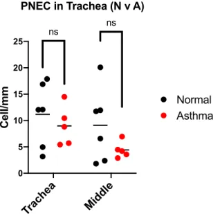 Figure 8:  Density of PNECs in Trachea and Middle Airway Sections in Normal and  Asthmatic Subjects  Tr ac he a Mi dd le0510152025Cell/mm PNEC in Trachea (N v A) Normal Asthmansns