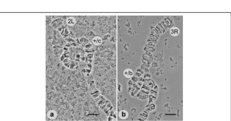 Fig. 2 A standard cytogenetic map for Anopheles lesteri. Numbered divisions and lettered subdivisions are shown below the chromosomes.Brackets indicate the positions of the polymorphic inversions 2Lc and 3Rb