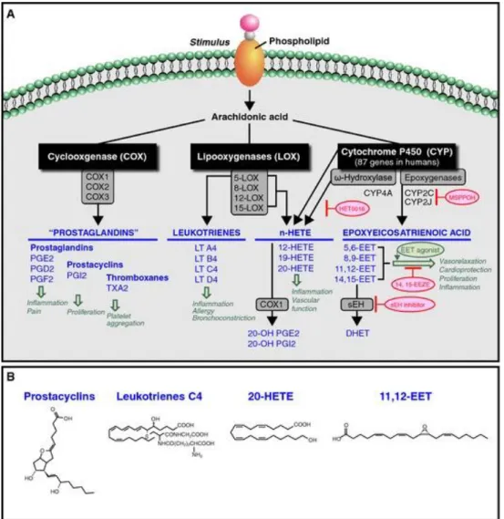 Figure 5: Eicosanoid biosynthesis pathways using arachidonic acid, and sample structures 16