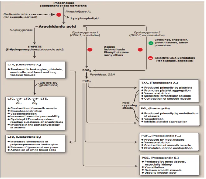Figure 7: Functions of selected eicosanoids and drugs that target the eicosanoid synthesis  pathway 22