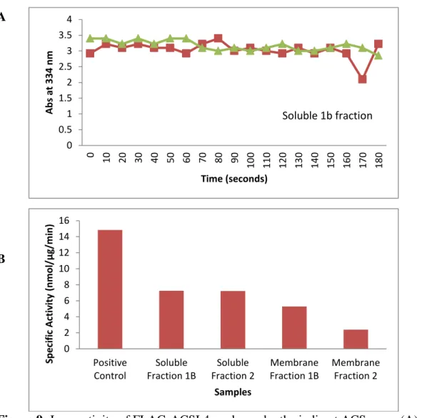 Figure 9: Low activity of FLAG-ACSL4 as shown by the indirect ACS assay (A) and 