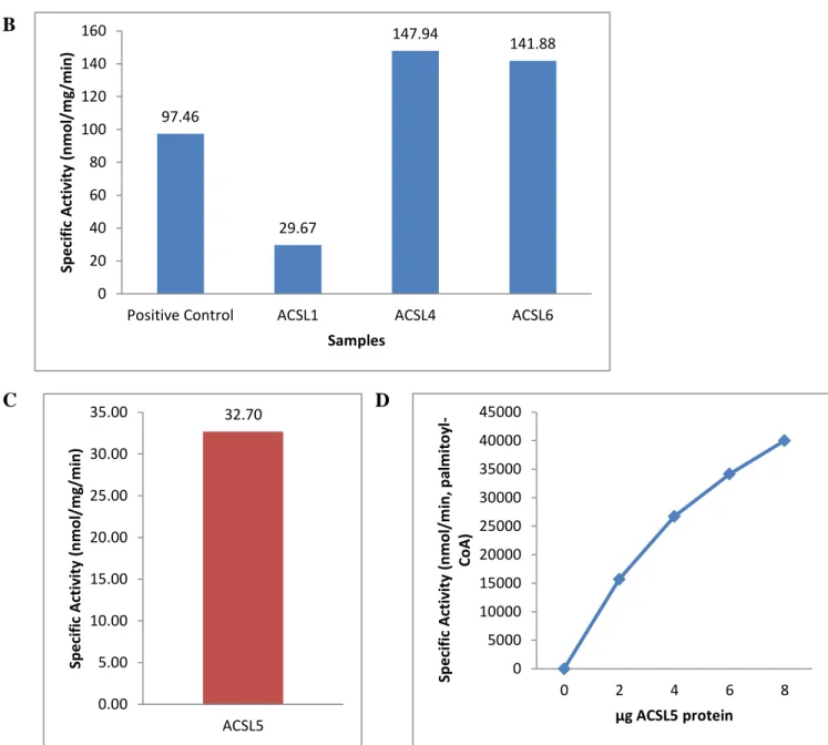 Figure 11: Specific activity of ACSL isoforms with palmitate (A) Specific activity of ACSL 3  lysate and extract compared to total particulate from mouse liver positive control (B) Specific  activity of ACSL 1, -4, -6 extracts compared to total particulate
