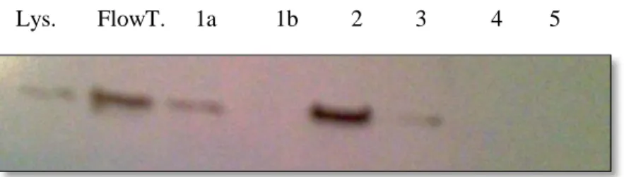 Figure 12: Protein Expression for FLAG-ACSL5 lysate, column flow through, and purified  fractions 